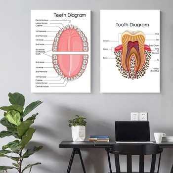 Chart ljudskih Zuba Platnu Slikarstvo Tisak Plakata Klinike za stomatologiju Zid umjetnost Chart Zdravstvenog odgoja Fotografije Dekor Ordinacije