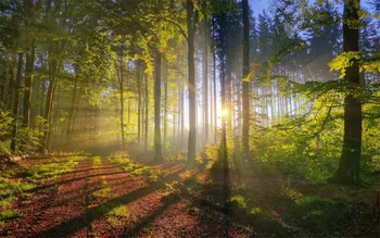 šumski zavjese Krajolik Ljepota Digitalni Ispis slike Guste 3D Zavjesa za dnevni boravak Posteljinu Hotelske zavjese za sunčanje